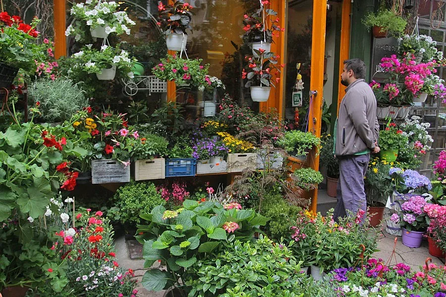 Как холандското лале мачка българската роза