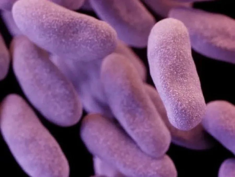 Бактерия издържа на всички антибиотици