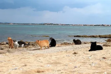 Котешки плаж в Сардиния