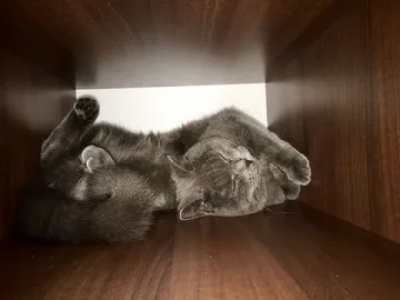 Вицове за весел старт на деня