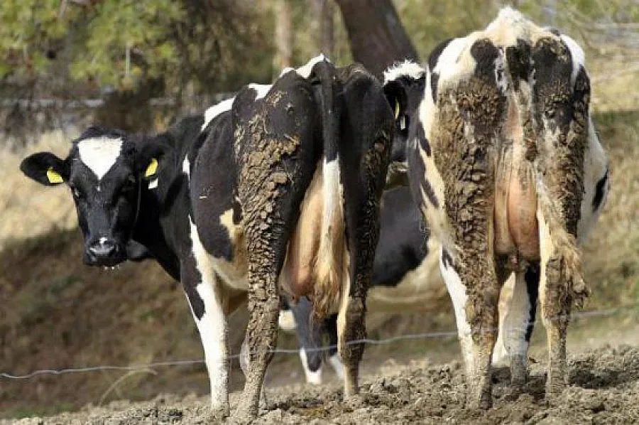 Умъртвяват болни крави в благоевградско село