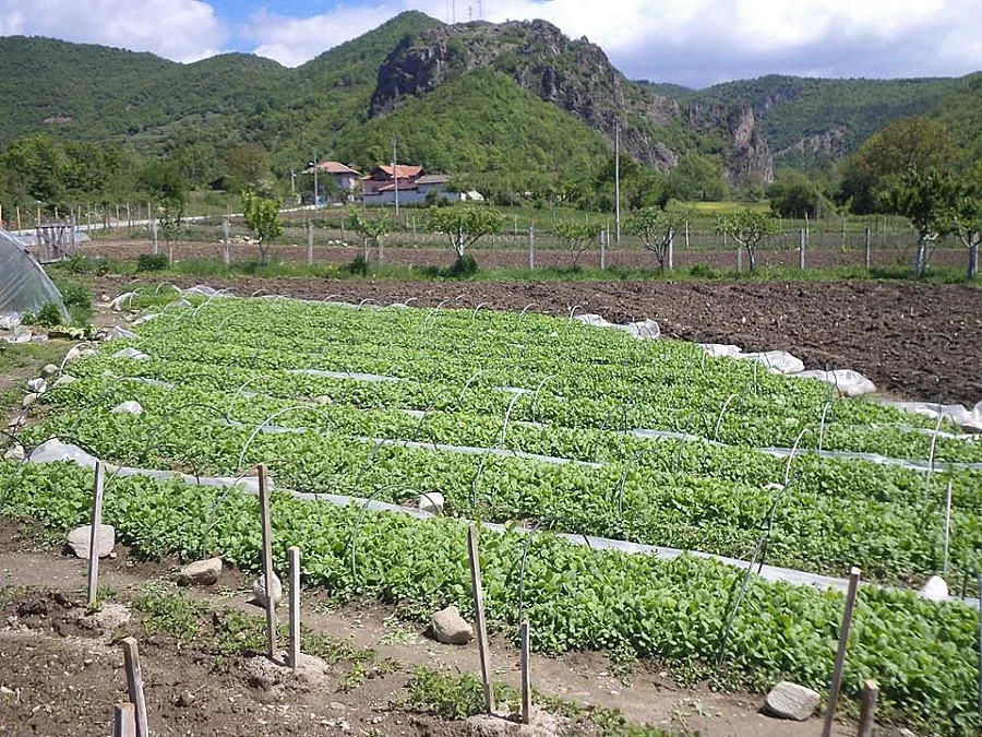 Тютюнджии 4 месеца си чакат парите от гръцка фирма