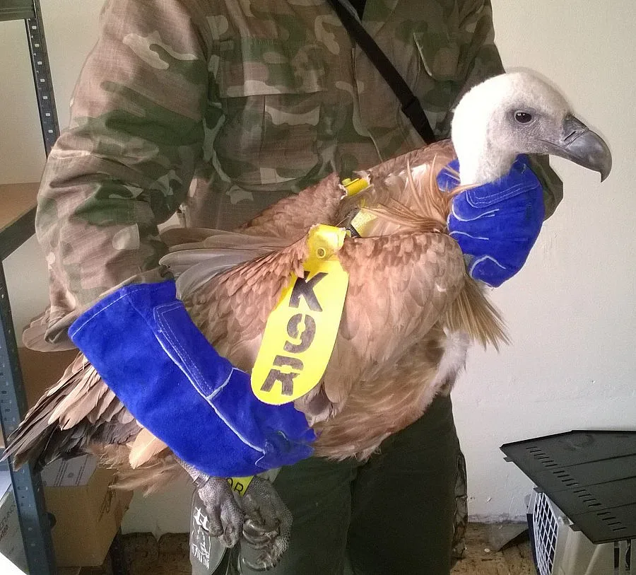 Спасиха от смърт защитен лешояд