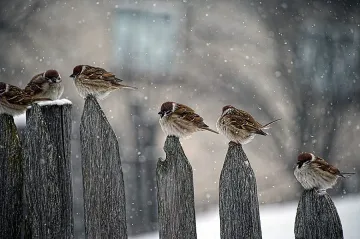 Врабчетата у нас драстично намаляват