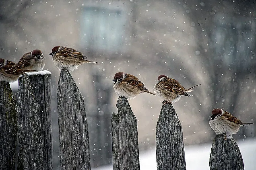 Врабчетата у нас драстично намаляват