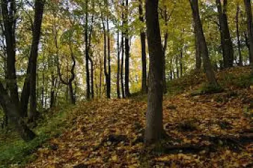 Съдът отряза мераците на Белица за гори в Разлог