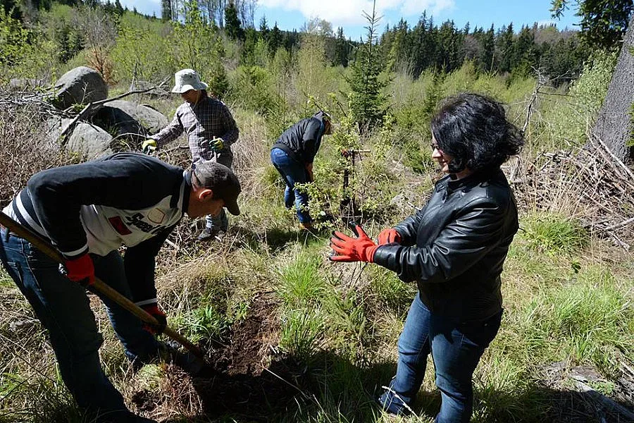 40 прокурори садиха борчета на Витоша