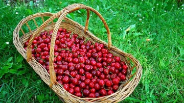 Черешите измръзнали - фермери търсят помощи