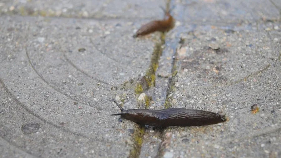 Напаст от голи охлюви в Смолянско