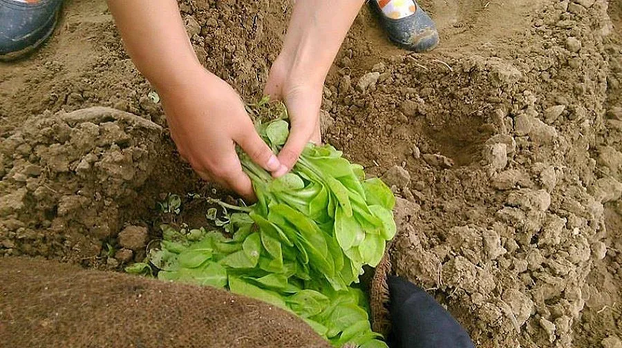 Тютюнджии си чакат парите с месеци, стягат протести