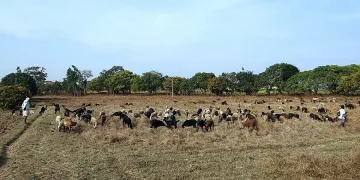 Загробват заразени и умъртвени крави до пасища