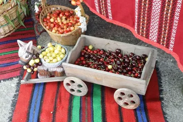 Реколтата от череши с 30% по-малка