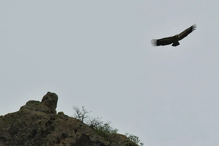 Злато и лешояди пълнят Маджарово