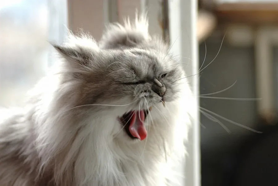 Жените се прозяват двойно повече