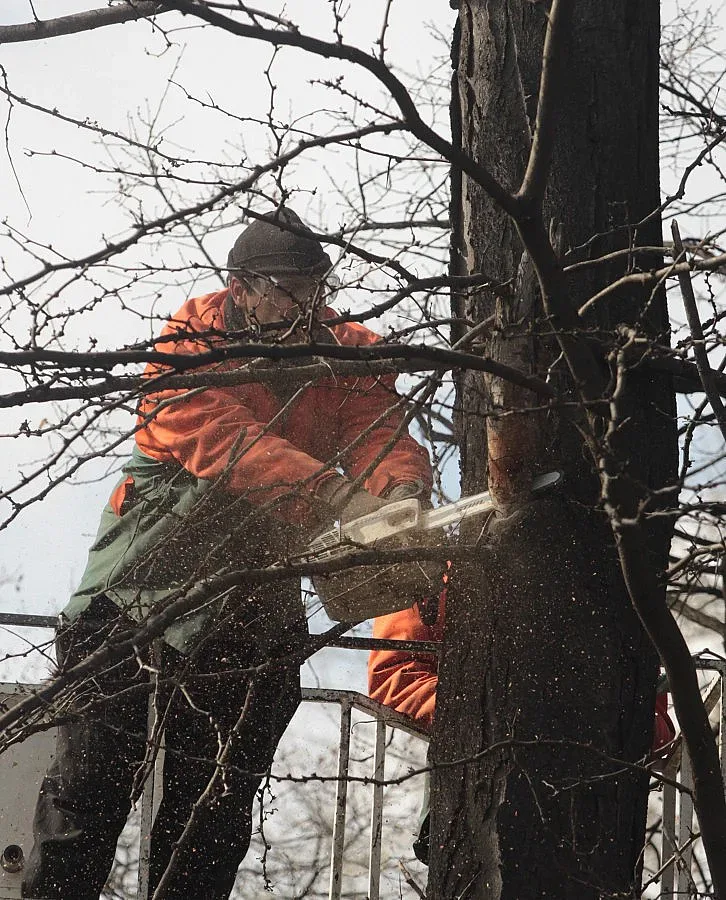 Незаконна сеч на тополи край Петрич