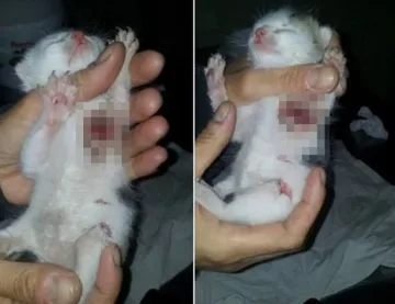 Прокуратурата погна садист, отрязал лапите на коте