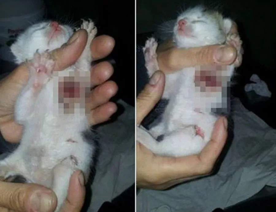 Прокуратурата погна садист, отрязал лапите на коте