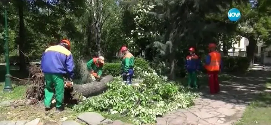 Силният вятър в Пловдив събори липа