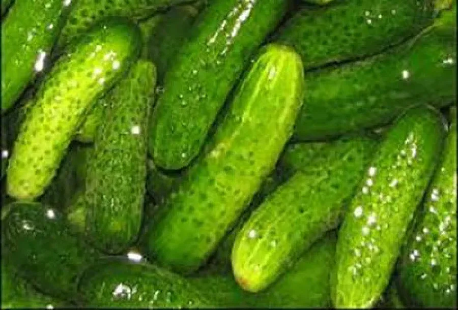 Турци изкупуват корнишони от наши села за Германия