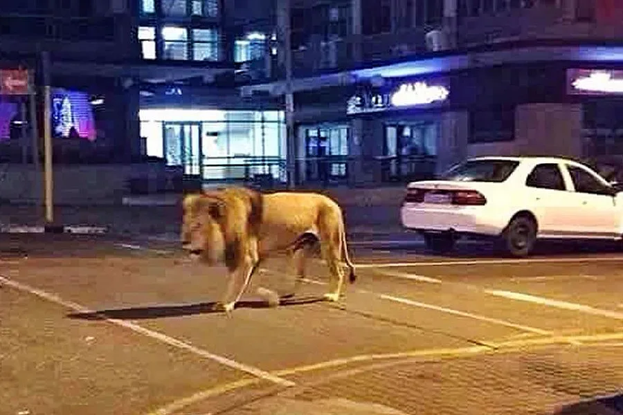 Лъв се разходи в жилищен квартал