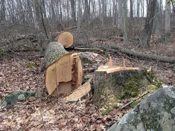 Секат на поразия дървета край Разлог