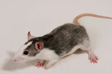 Бебе погълна отрова за мишки