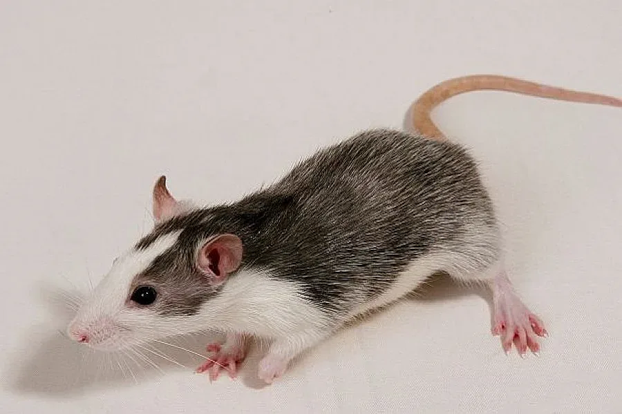 Бебе погълна отрова за мишки