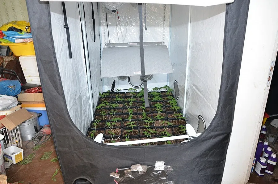 Разкриха наркооранжерия в село Лобош