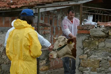 Започна умъртвяването на животните с опасния дерматит
