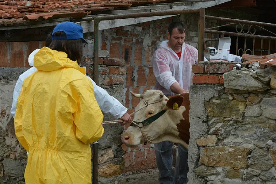 Започна умъртвяването на животните с опасния дерматит