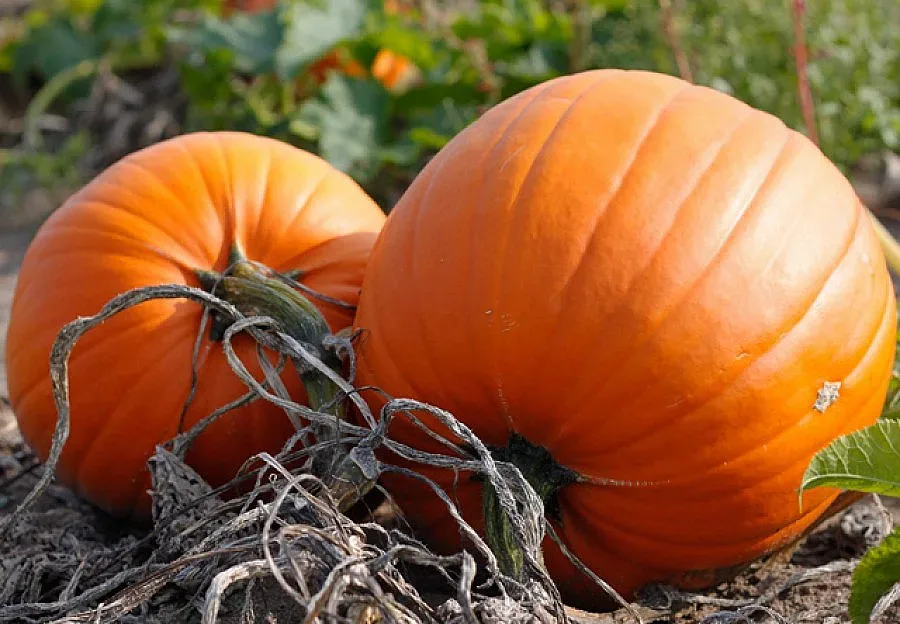 Във Видинско тиквата става атрактивна култура