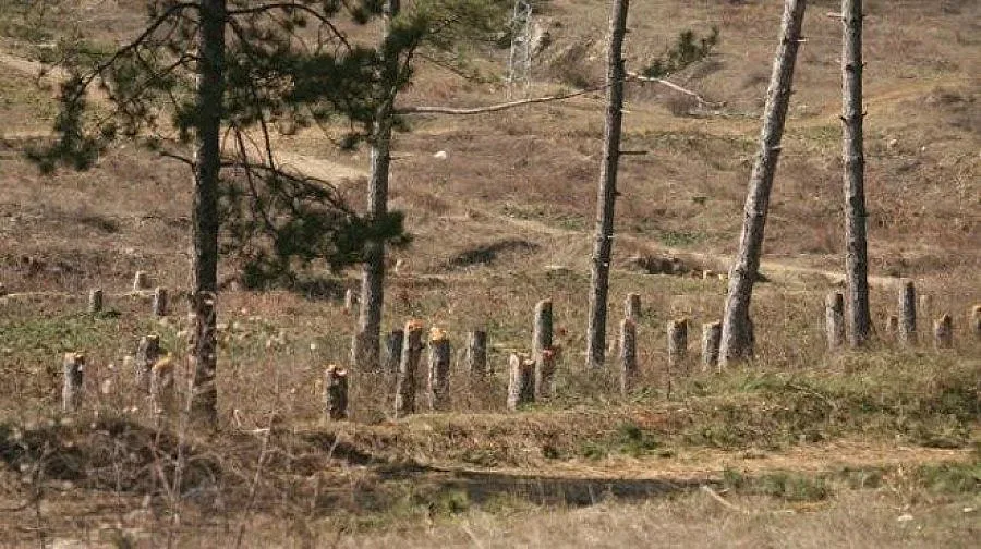 Незаконна сеч в Момчилградско