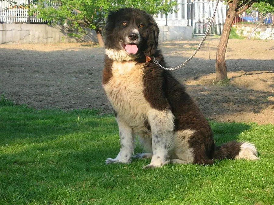 Международна изложба на кучета в Перник