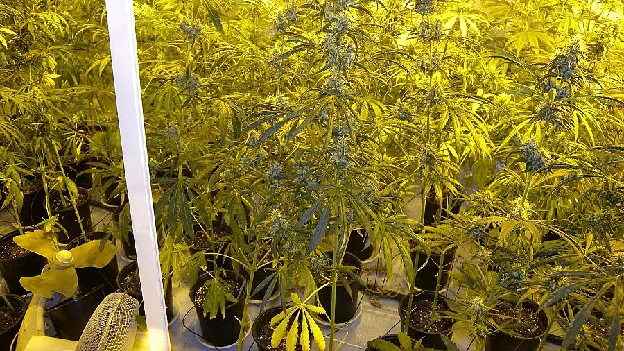 Разкриха наркооранжерия в трето кюстендилско село