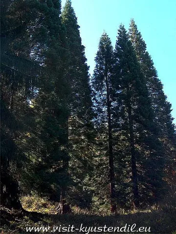 Местност пази трите най-стари секвои у нас