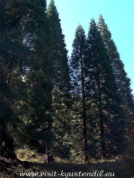 Местност пази трите най-стари секвои у нас