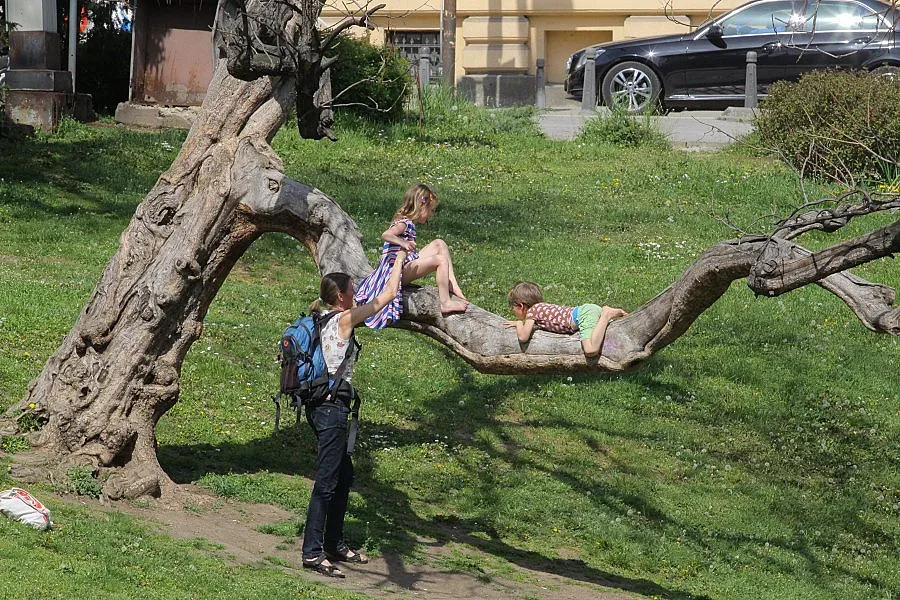Жега