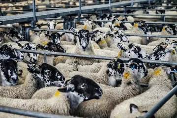 Животновъди получиха 600 млн. за 3 години