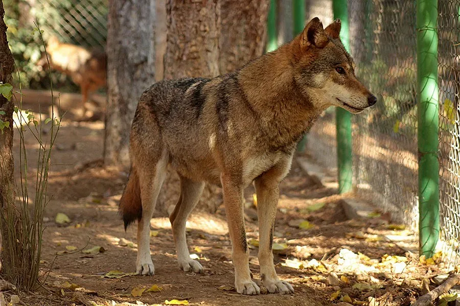 Пловдив с камили и розово фламинго