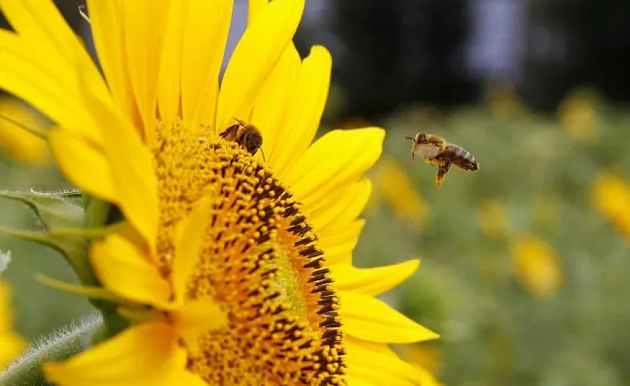 Футболен клуб търгува с мед