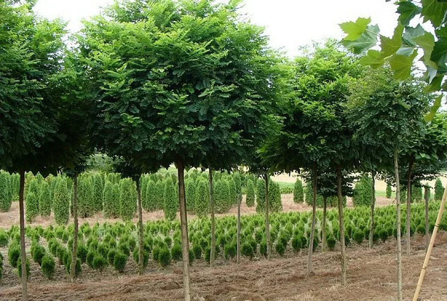 Засадиха „Кълбовидна акация" в Момчилград