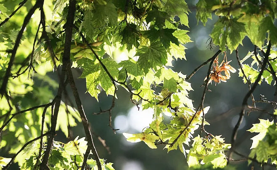 Слънце над цялата страна