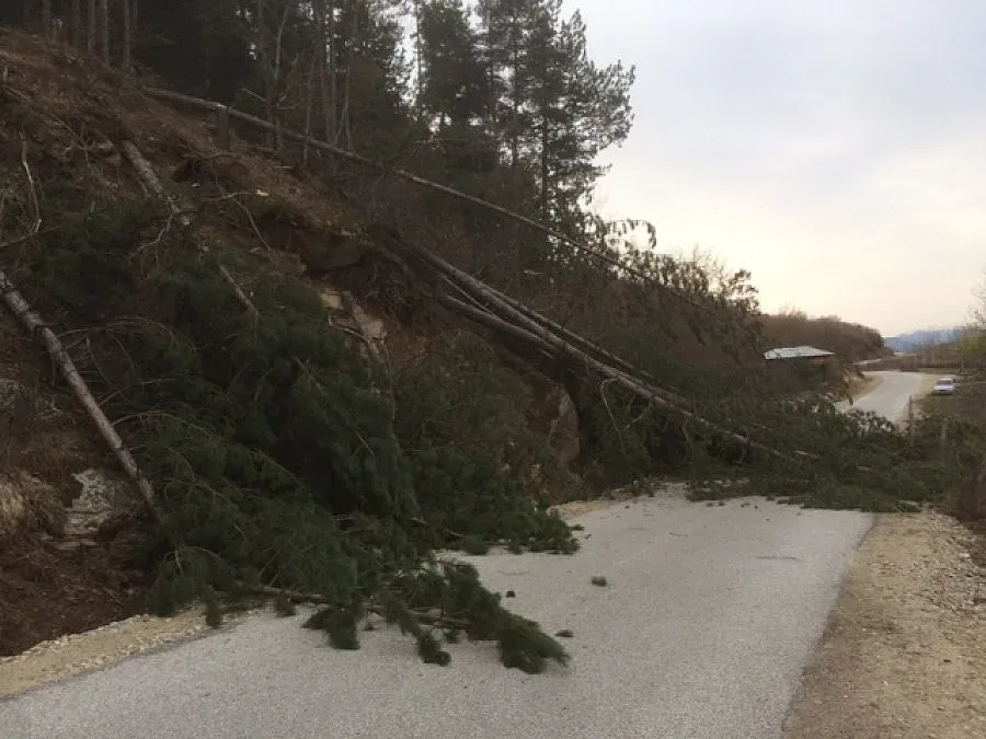 Бракониер затвори пътя за Ковачевица с отрязани дървета