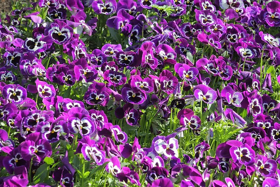 По-хладно в събота