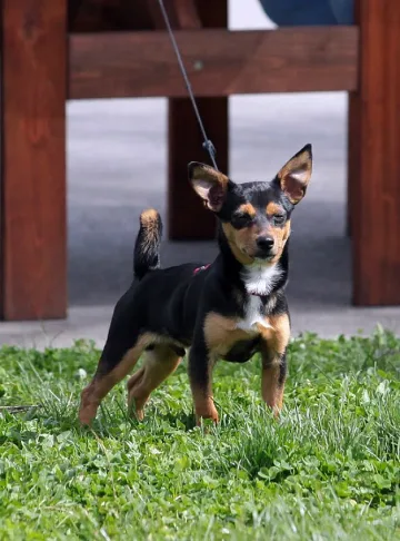До 29 градуса в петък 