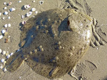 Забраняват улова на калкан в Черно море