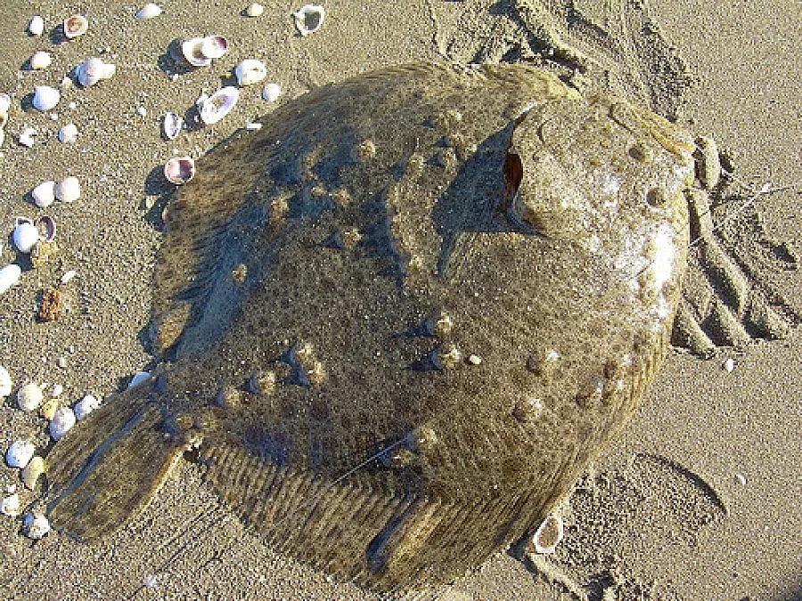 Забраняват улова на калкан в Черно море
