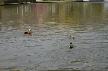 Обогатиха езерото на Сандански с екзотични птици