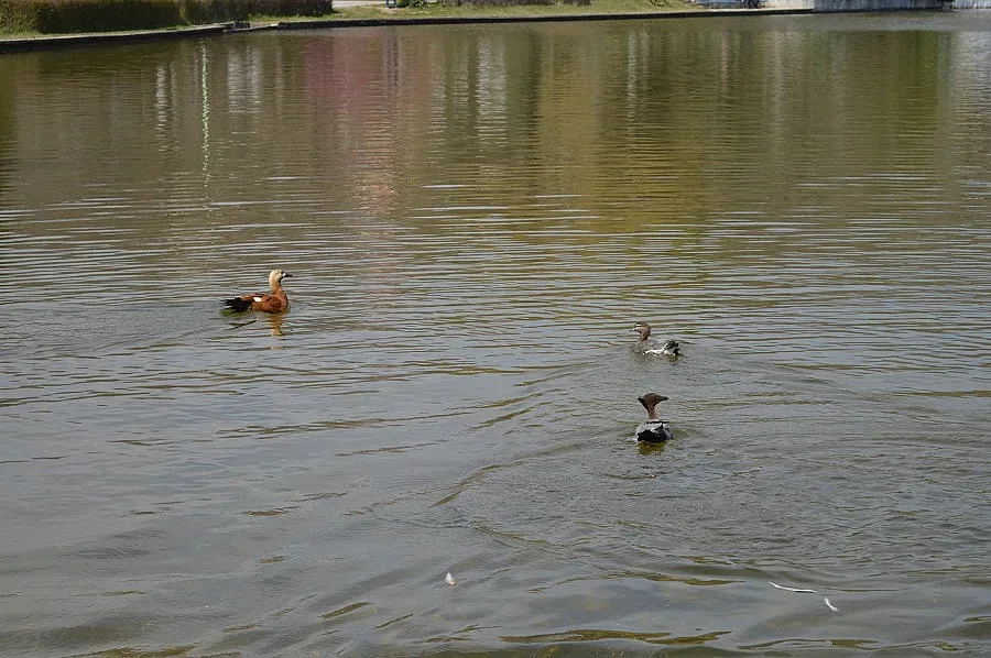 Обогатиха езерото на Сандански с екзотични птици
