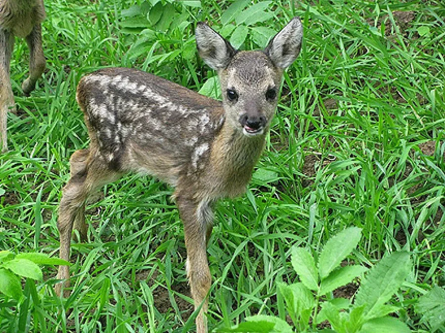 Горски спаси сърнички на кръстовище